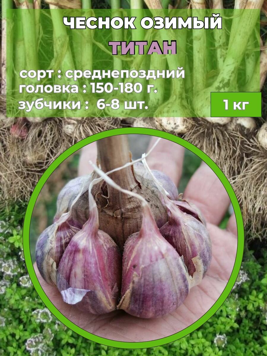Чеснок озимый на посадку 1кг.