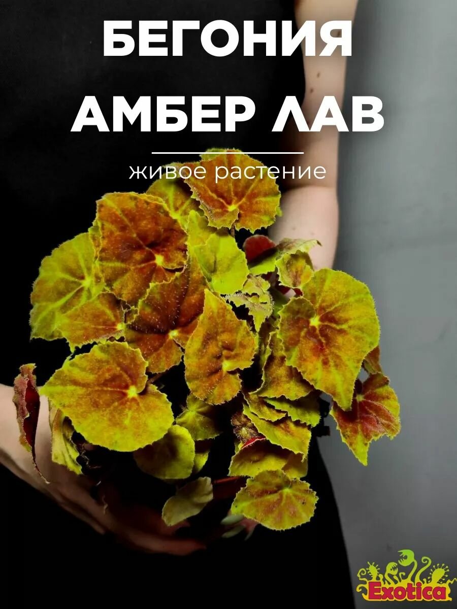 Бегония Амбер Лав (Begonia Beleaf Amber Love) D12см