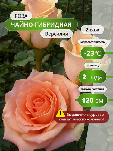 Изображение товара Роза чайно-гибридная "Версилия", 2 шт, оранжево-кремовая, многолетняя