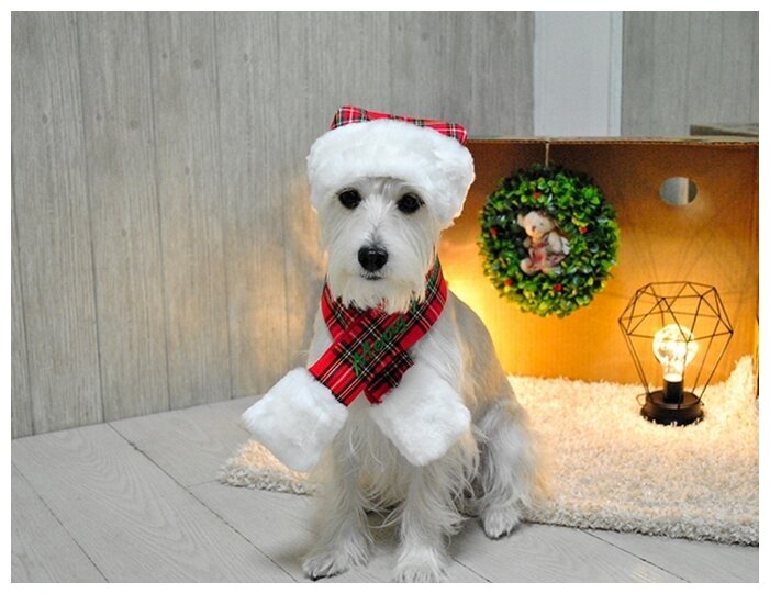 Колпак для собак PUPPIA новогодний "Santa", красная клетка, L (Южная Корея) - фотография № 3