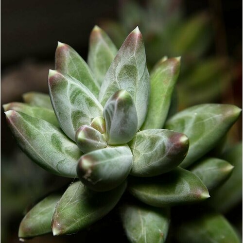 Пахифитум компактный (Pachyphytum Compactum) D5см