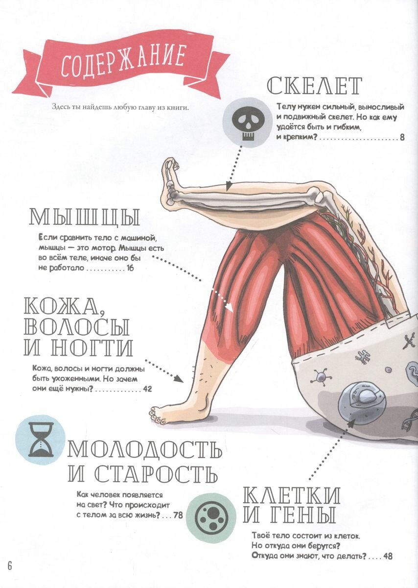 Как устроено человеческое тело. От клетки до сердца - фото №15