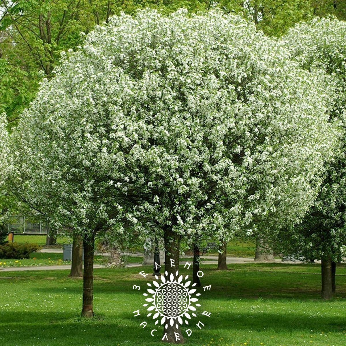 Семена Черемуха маака - Черемуха медвежья (лат. Prunus maackii) 15шт