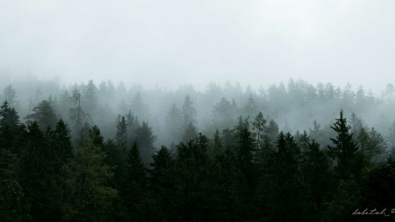 Картина на холсте 110x60 LinxOne "Лес деревья туман" интерьерная для дома / на стену / на кухню / с подрамником