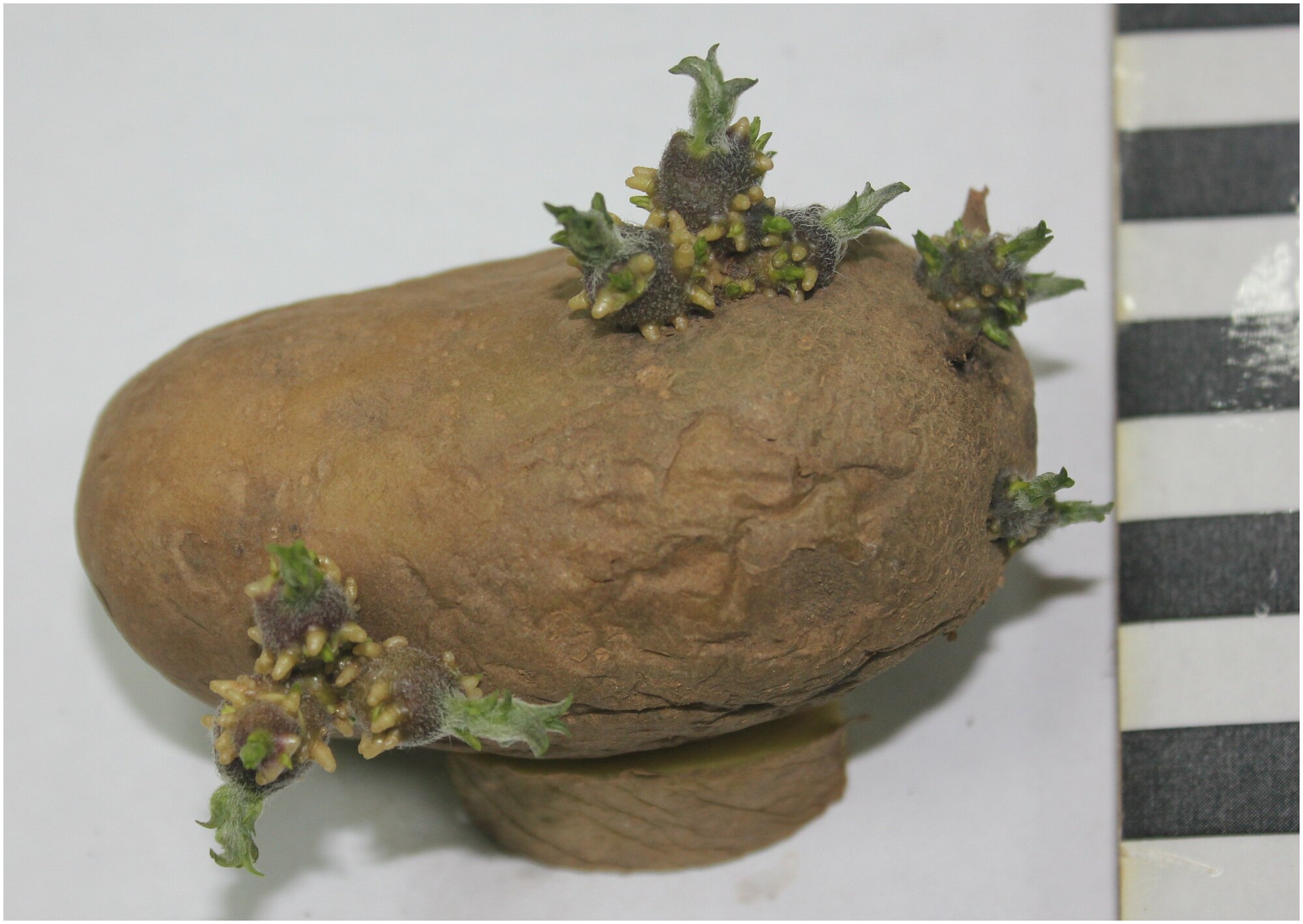 Картофель семенной сорт Краса Мещеры (суперэлита) (4 кг) - фотография № 6