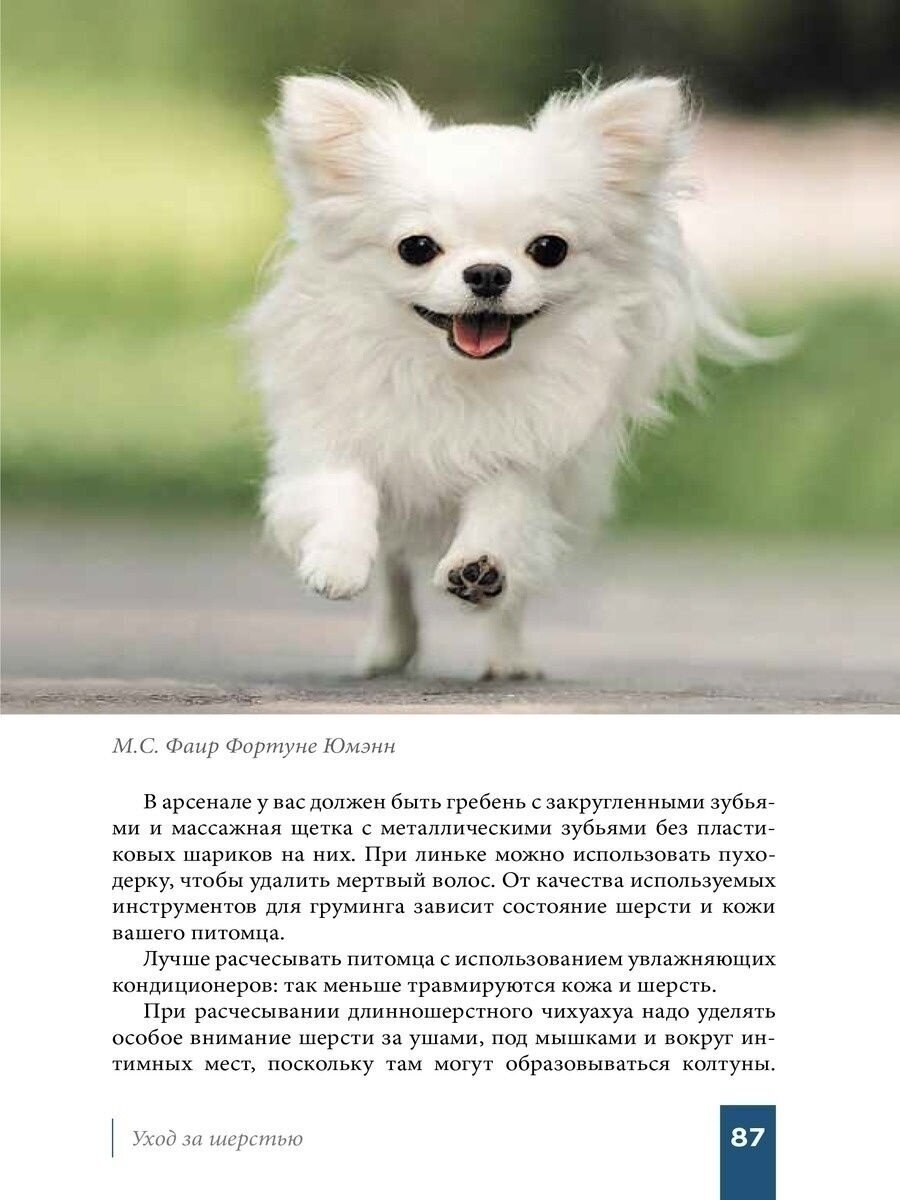 Книга Чихуахуа (Ришина Наталия Александровна) - фото №4