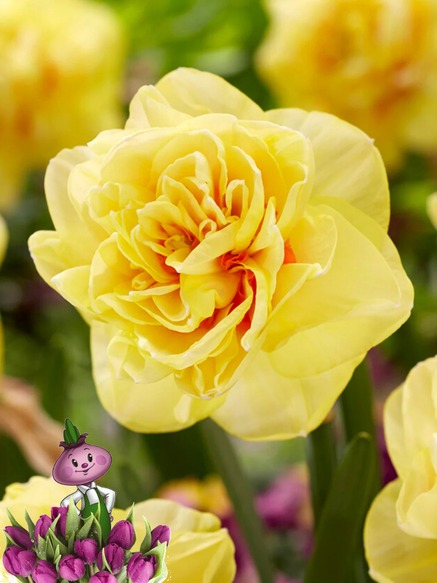 Луковицы цветов Chipollino flowers Нарцисс ENGLISH STYLE (3 луковицы)