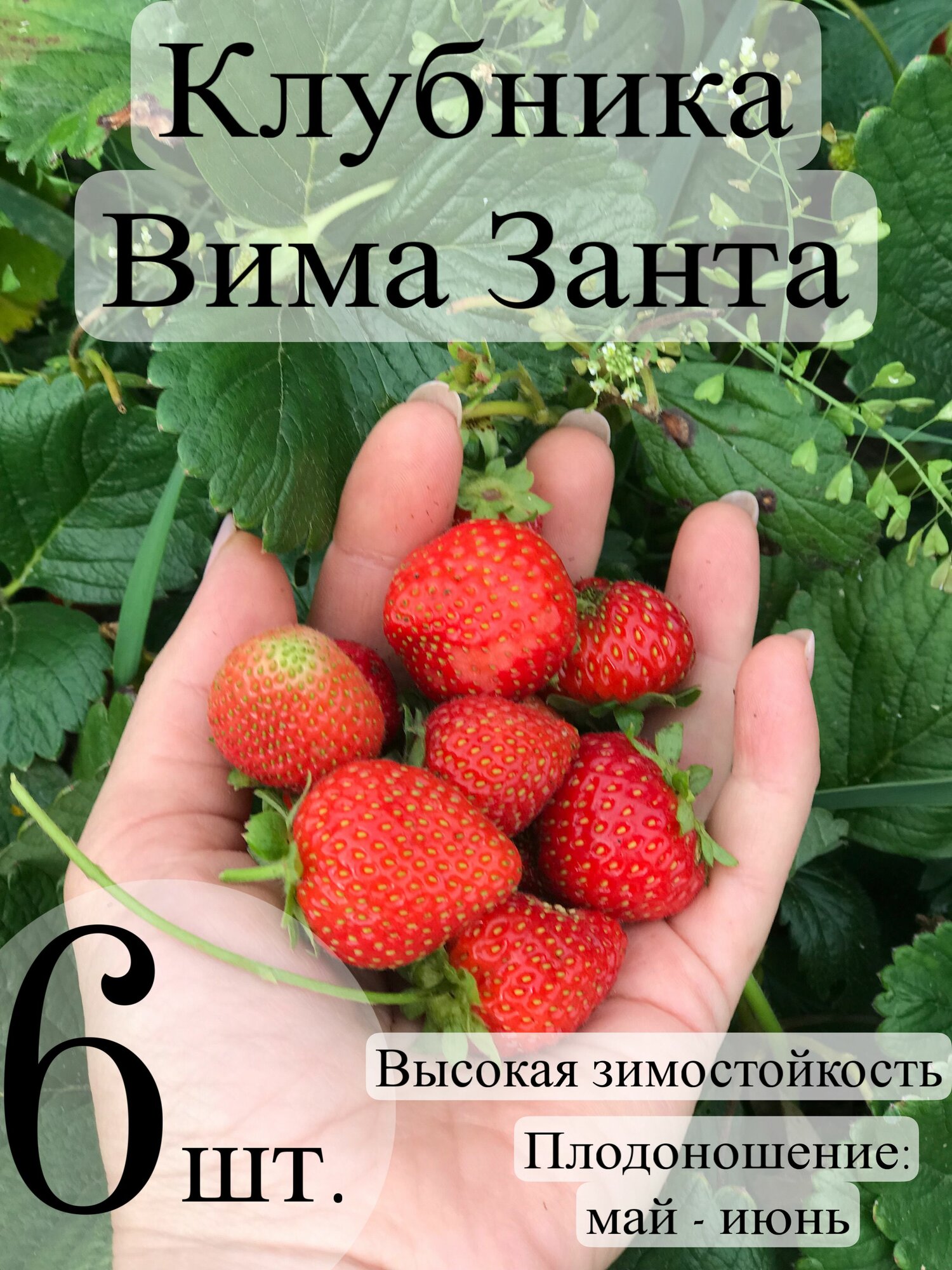 Клубника саженцы сорт Вима Занта 6 штук