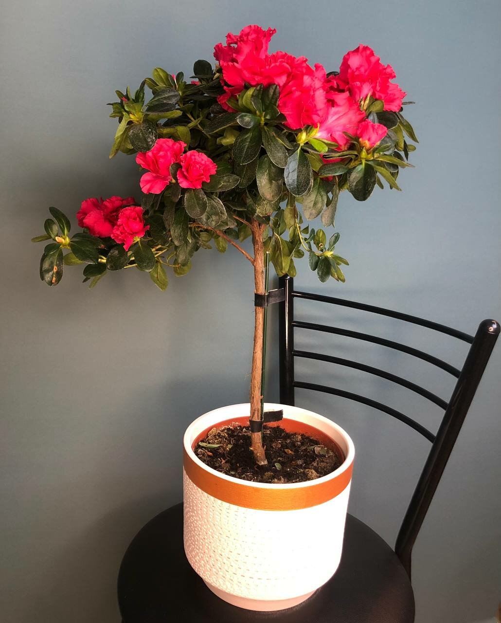 Растение в горшке живое 