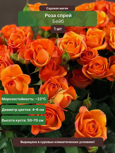 Изображение товара Роза Бейб, спрей, оранжевый, многолетник, 30-50см, 1 шт, ЗКС