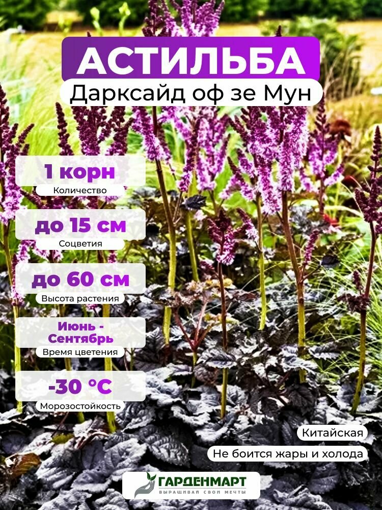 Астильба китайская Дарксайд оф зе Мун, 1 корн