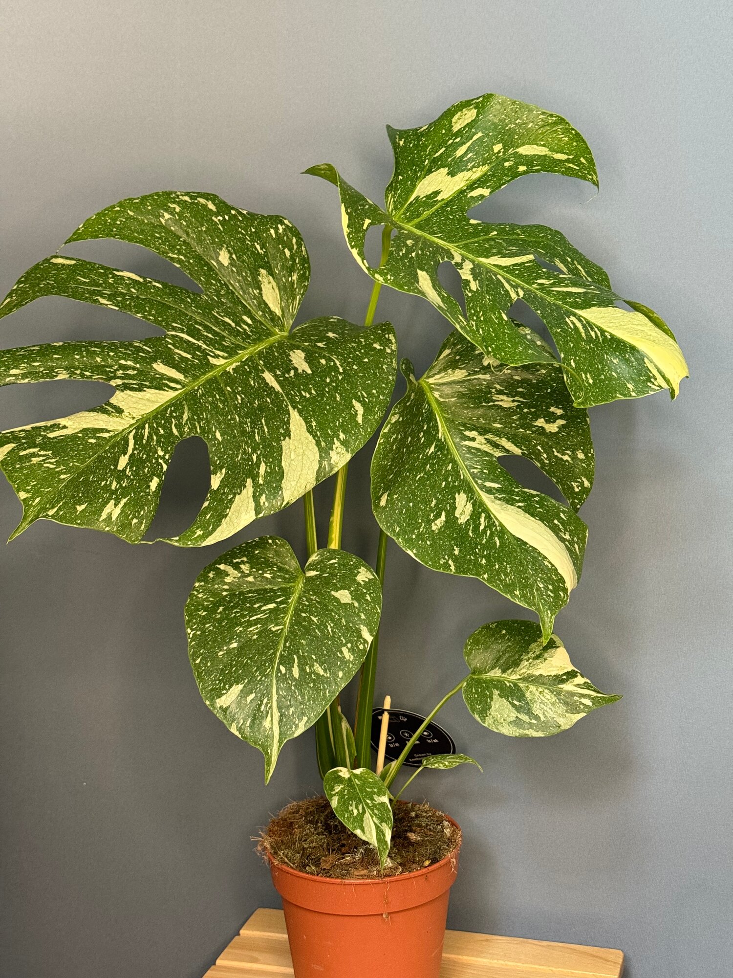 Монстера вариегатная (Monstera deliciosa ‘Variegata’) — живая скульптура и природная роскошь в интерьере