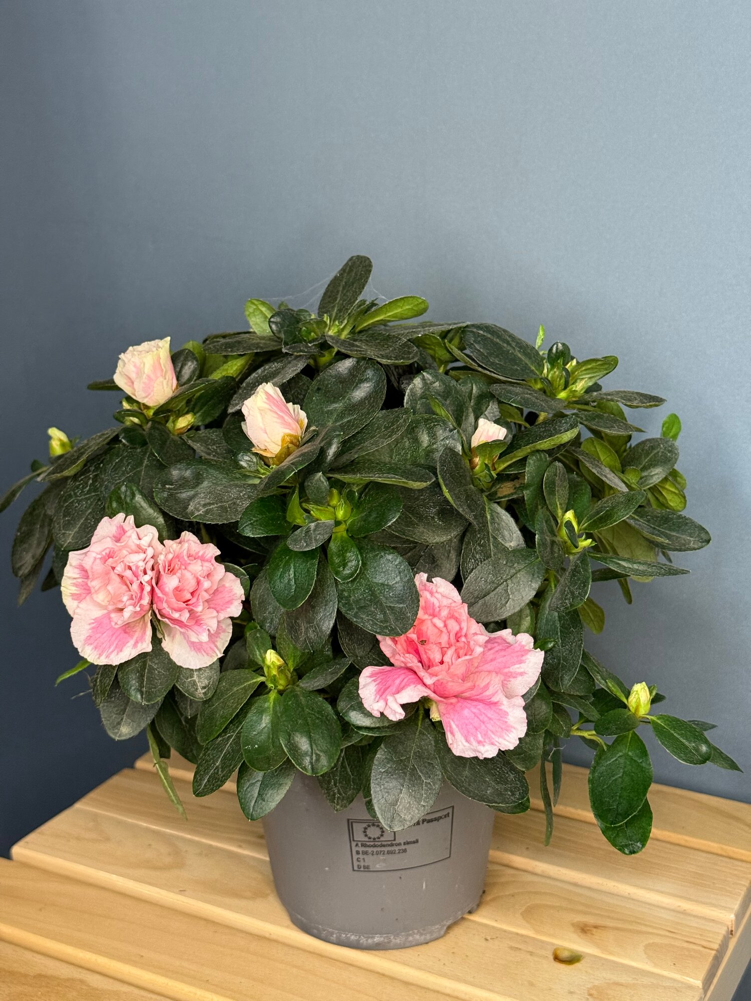 Азалия индийская розово-белая (Azalea indica ‘Pink-White’) — нежность оттенков и гармония в каждом цветке. Фото может отличаться от оригинала