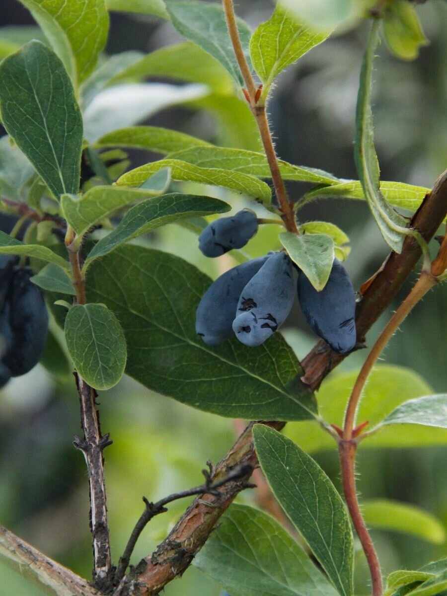 Семена Жимолость синяя съедобная (Lonicera caerulea) 20 штук