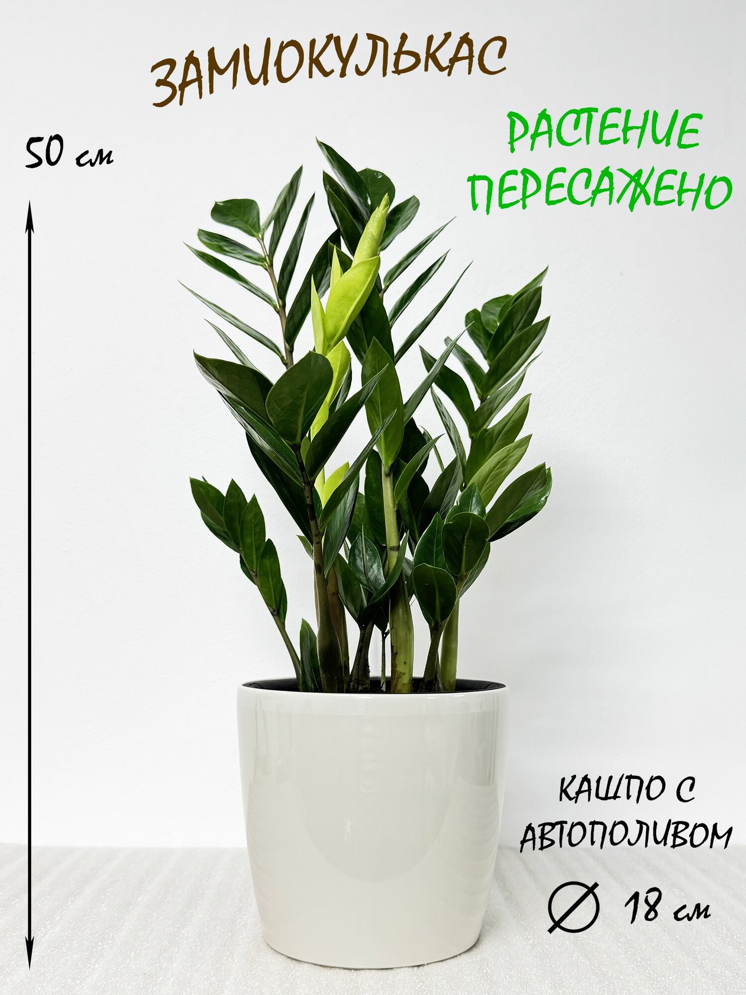 Замиокулькас в кремовом кашпо с автополивом высота 50 см