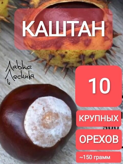 10шт  Каштан крупные плоды  орехи без кожуры  для рукоделия  поделок и декора  Природный ЭКО материал