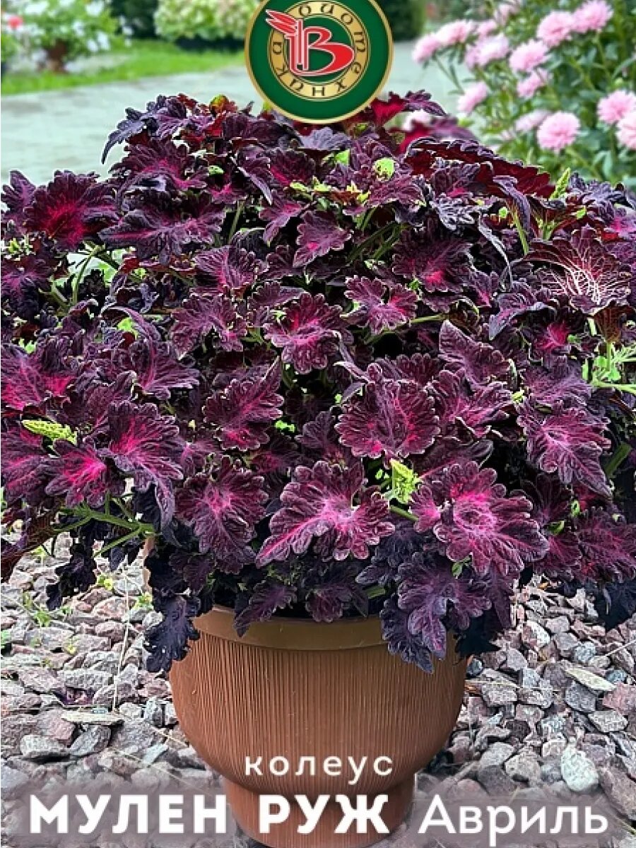 Колеус семена