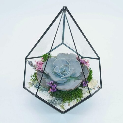 Изображение товара Флорариум с суккулентами "Бархатная нежность" Капля 11х17см