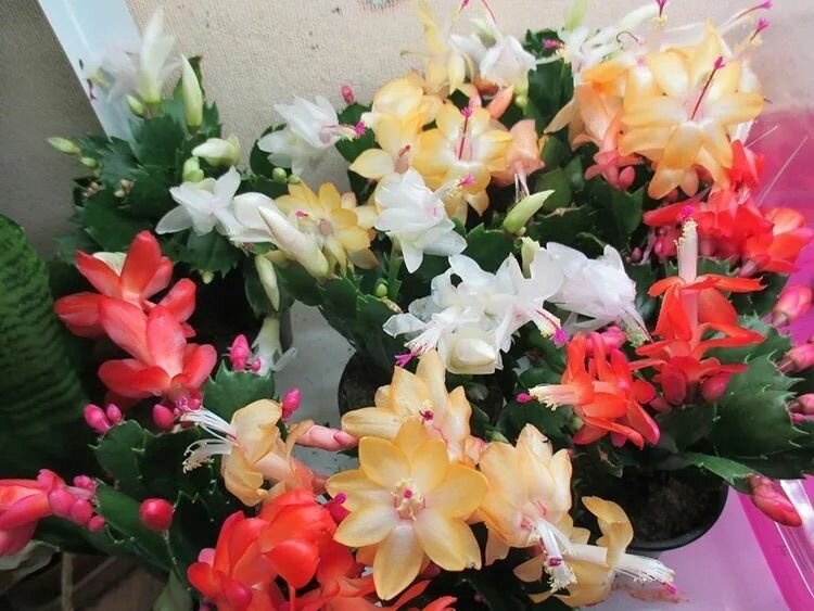 Шлюмбергера микс