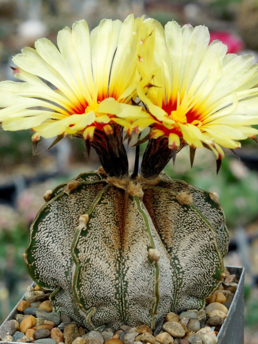 Семена Кактус Astrophytum capricorne PP475 5 штук
