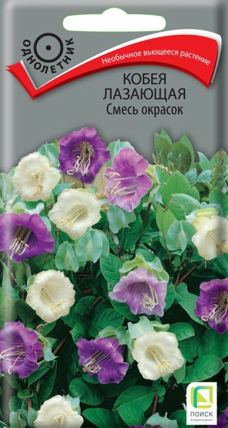 Семена Кобея лазающая Смесь окрасок (5 семян) Агрофирма Поиск