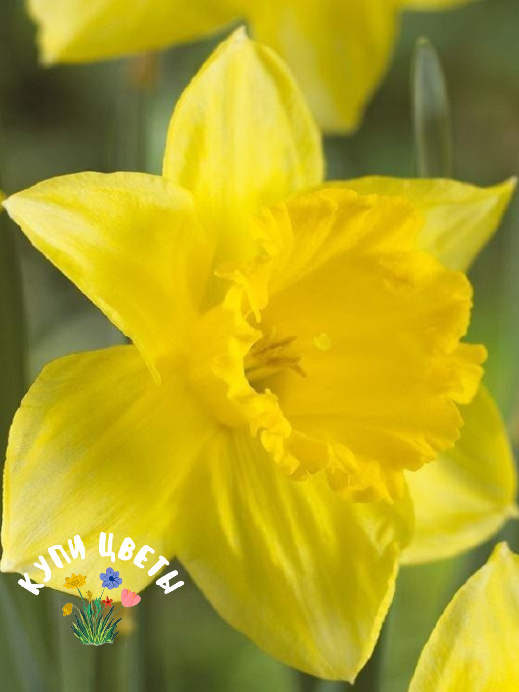 Луковицы цветов купи цветы Нарцисс California (5 луковиц)