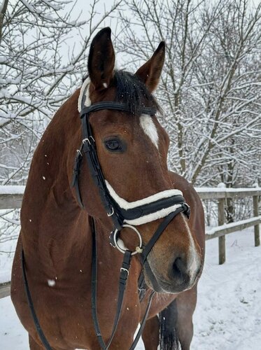 Изображение товара Трензельное оголовье с мехом Комфорт HorsePlanet