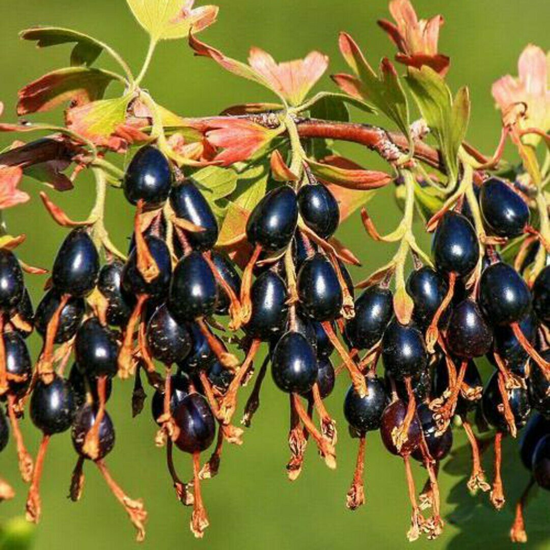 Смородина черная Золотистая / 1 шт морозостойкий высокоурожайный