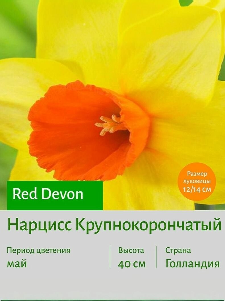 Нарцисс Рэд Девон (Red Devon) крупнокорончатый луковицы 3 шт сотка