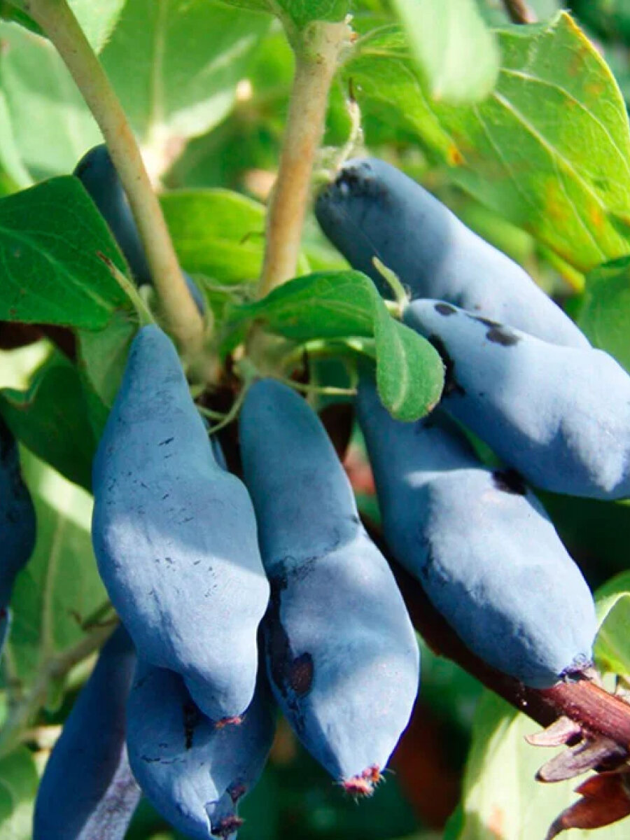 Жимолость съедобная 