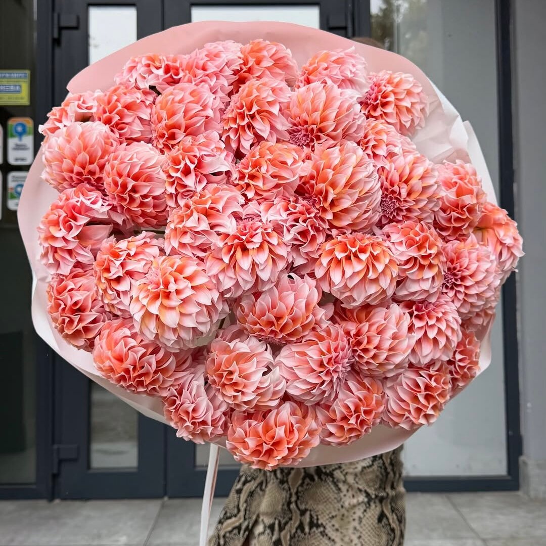 Букет из оранжевых георгин 35 шт красивый букет цветов шикарный премиум цветы премиум букет