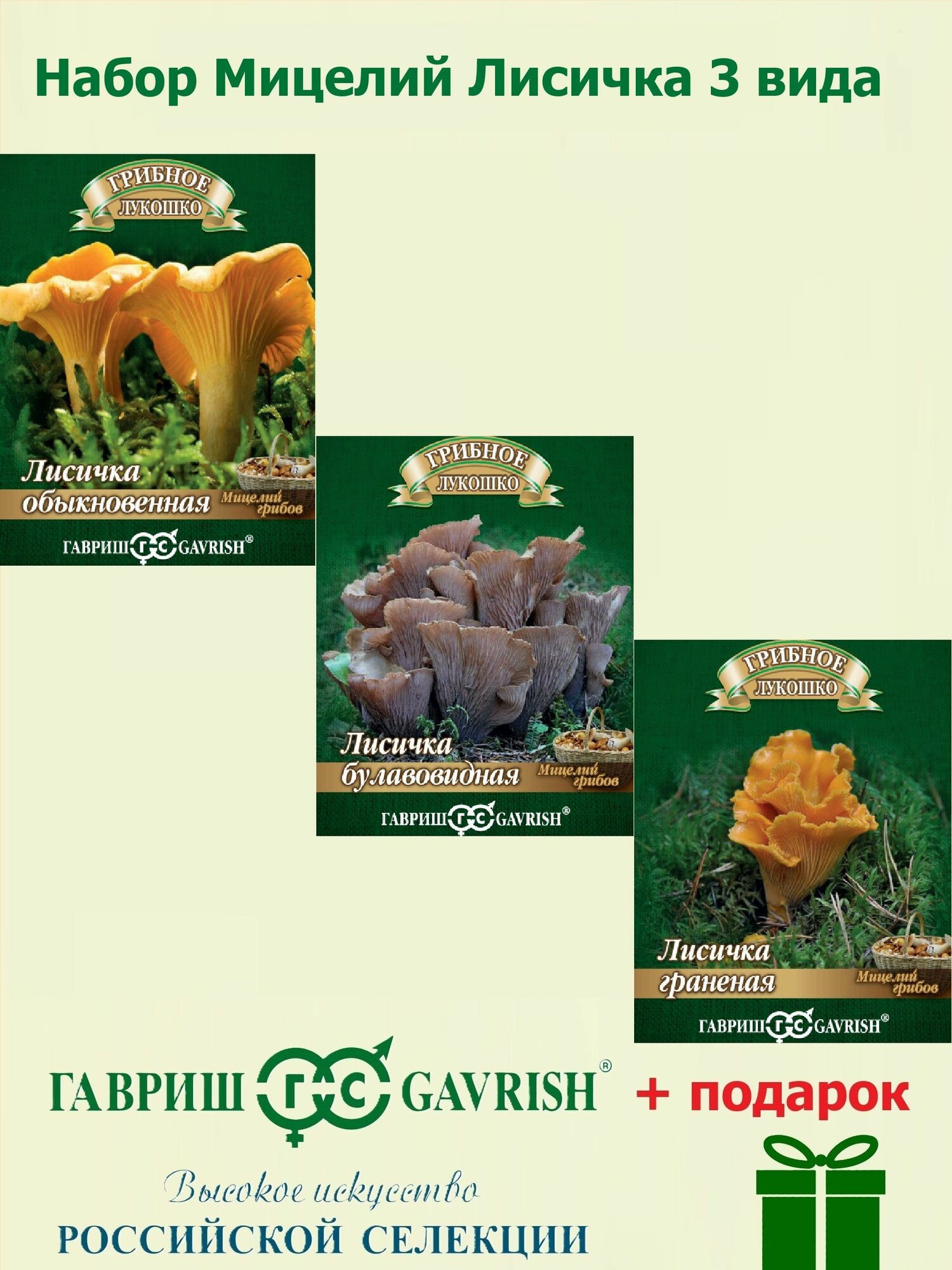 Набор Мицелий Лисичка 3 вида (Обыкновенная Граненая Булавовидная) на зерновом субстрате