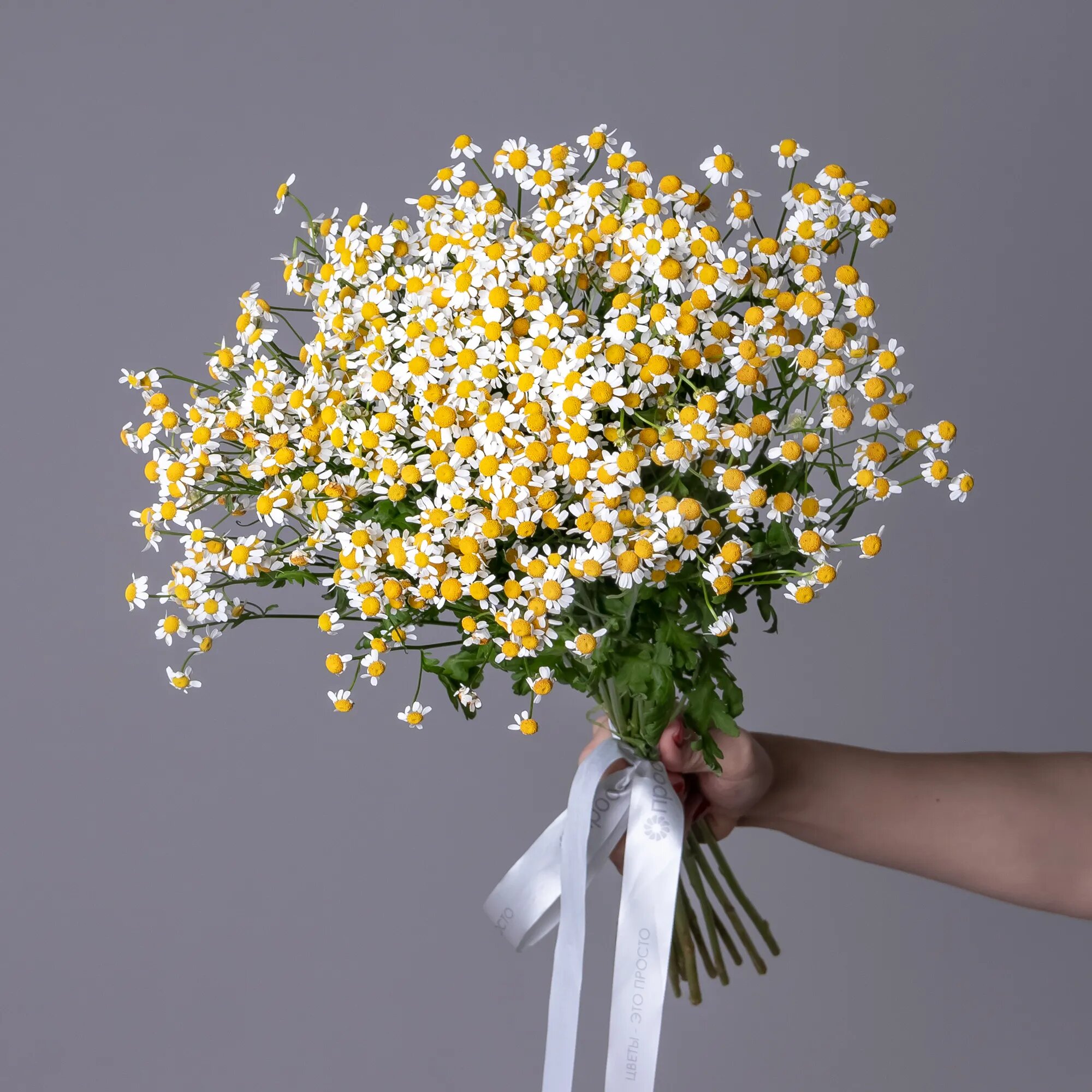 Букет Матрикария "Сингл Вигмо" 15 шт Высота 60 см под ленту от "Простоцветы"