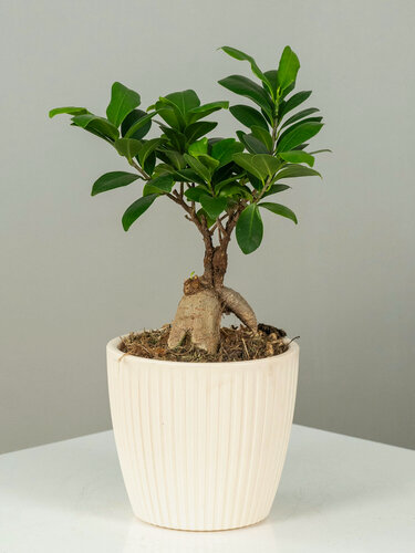 Изображение товара Geo Glass: Бонсай живой в стильном кашпо , дерево живое для дома и офиса