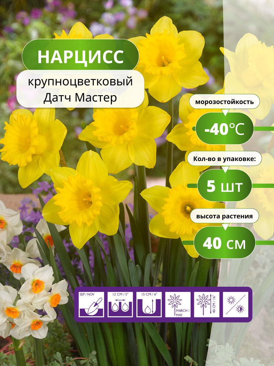 Нарцисс крупноцветковый Датч Мастер 5 луковиц / луковичные многолетние цветы