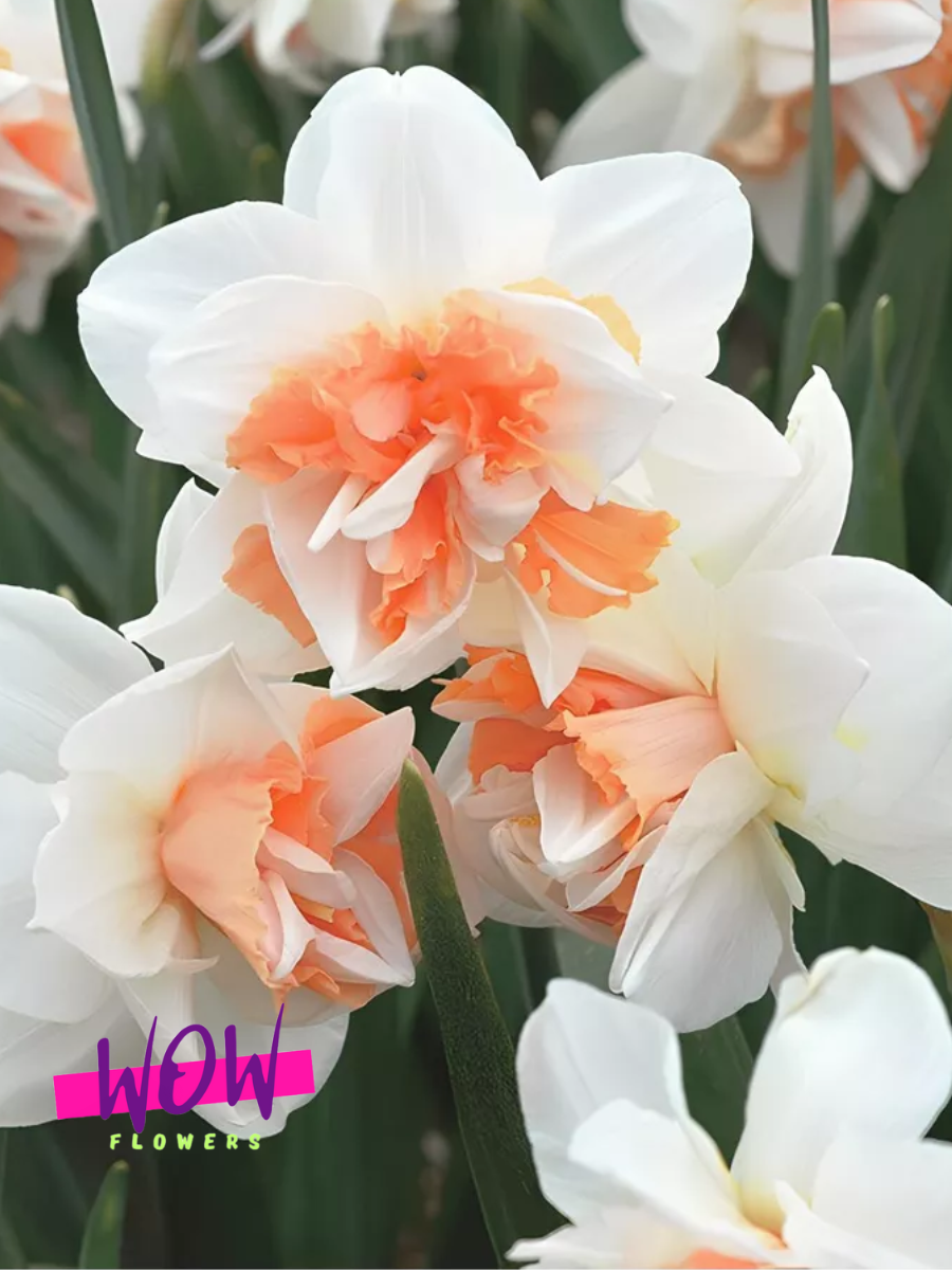 Луковицы цветов WOW FLOWERS  Нарцисс Реплит  махровый  бело-коралловый ( 3 штуки )