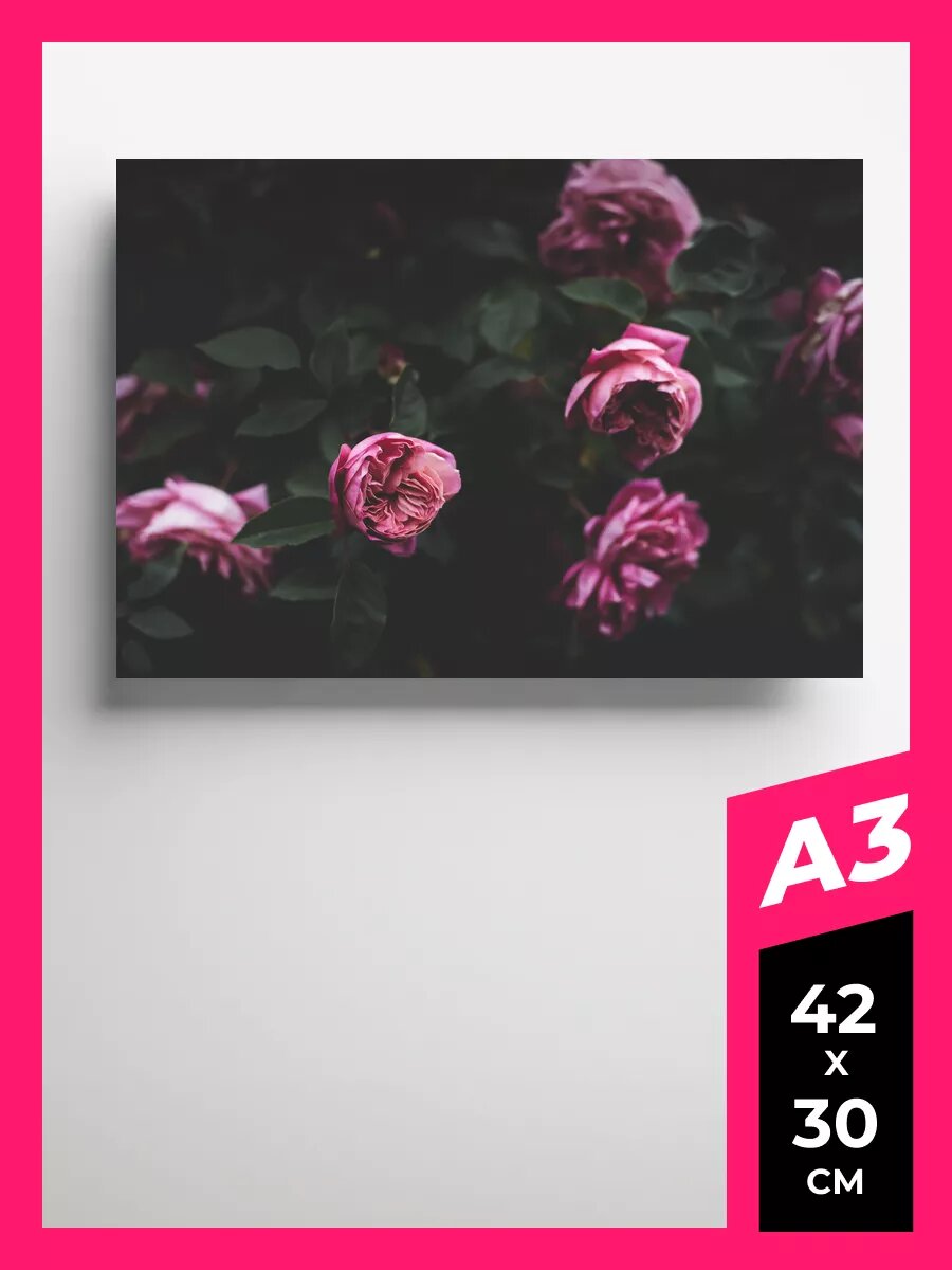 Постер пионы плакат 23 на стену А1 А2 А3 50 х 70 матовая фотобумага премиум качества
