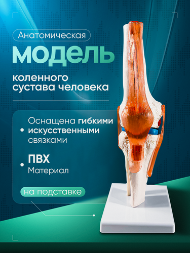 Изображение товара Анатомическая модель "Corpo Knee", коленный сустав человека, 11 см х 11см х 19,5 см