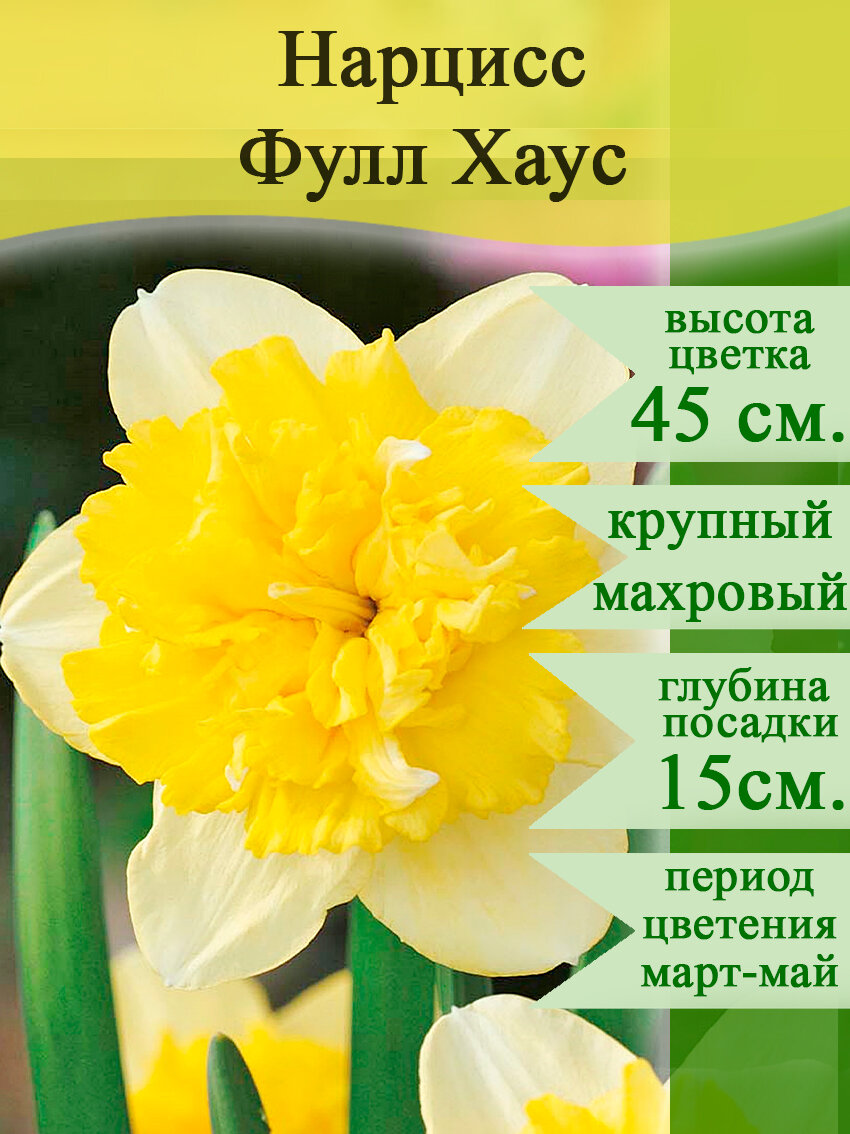 Луковицы нарциссов Фулл Хаус Махровый 3шт разбор 12/14