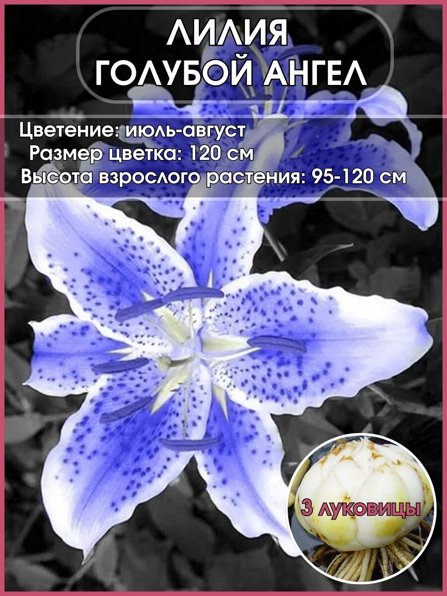 Лилия азиатская Голубой ангел луковицы 3 штуки