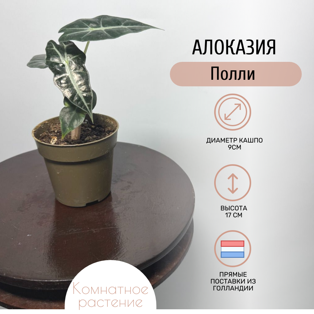 Комнатное растение Алоказия Полли в транспортировочном кашпо высота 17 см