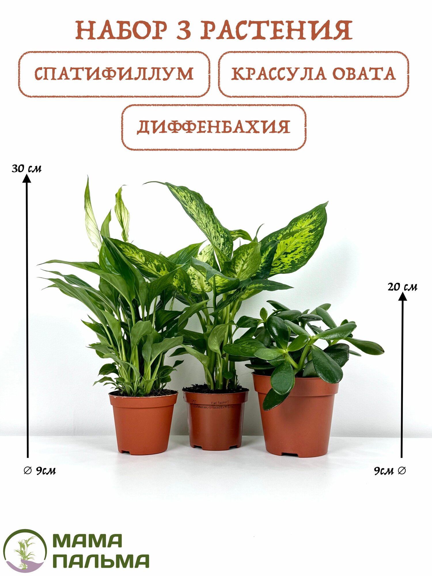 Набор 3 растения Спатифиллум Диффенбахия Крассула овата в горшке D9 (живые растения)