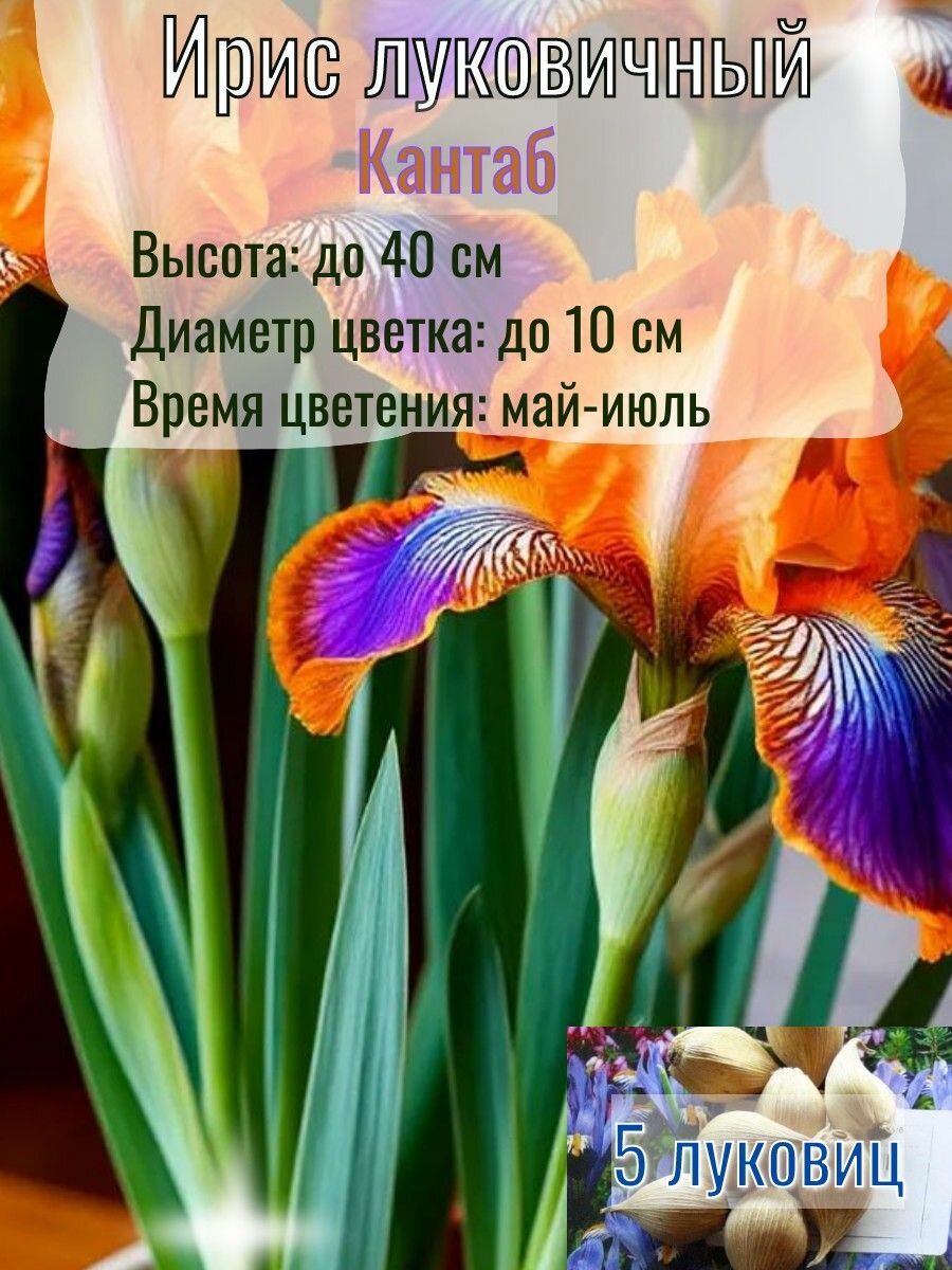 Ирис луковичный, многолетний 5 штук
