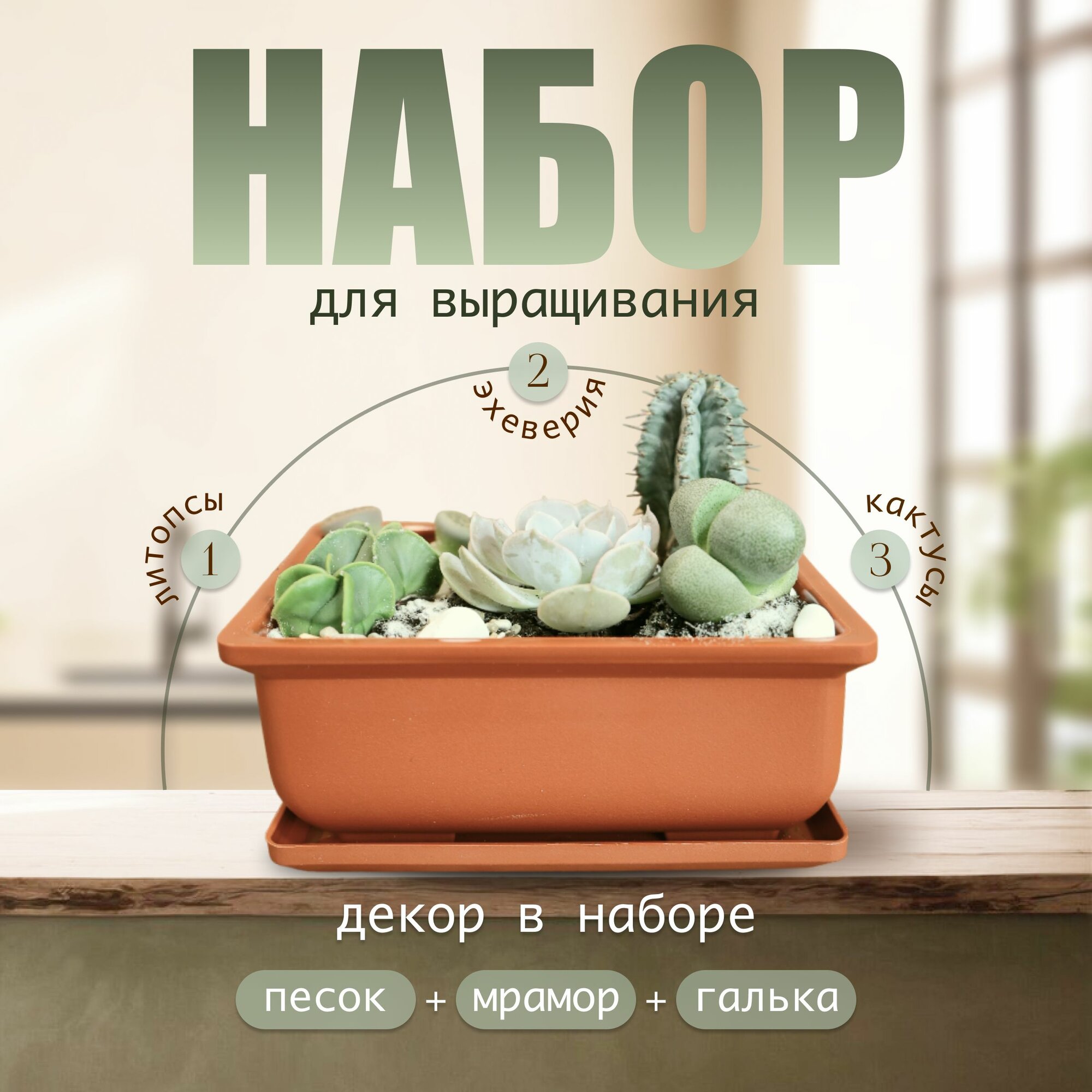 Набор для выращивания растений суккулентов Микс литопсов