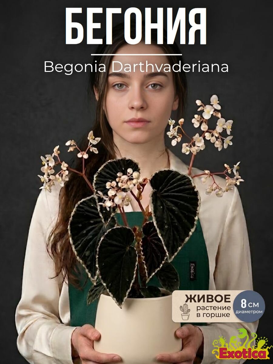 Бегония Дарт Вейдер (Begonia Darthvaderiana) D8см