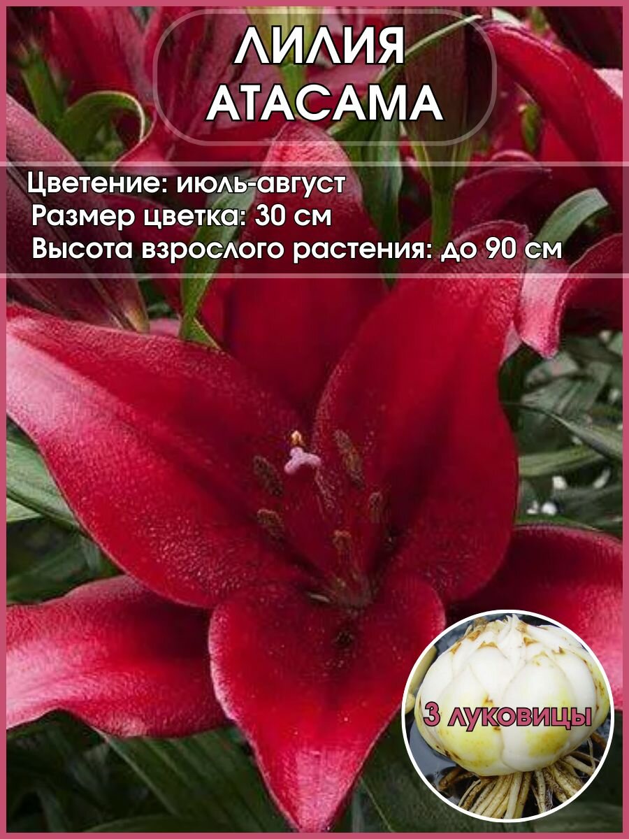 Лилия азиатсая Атакма луковицы 3 штуки