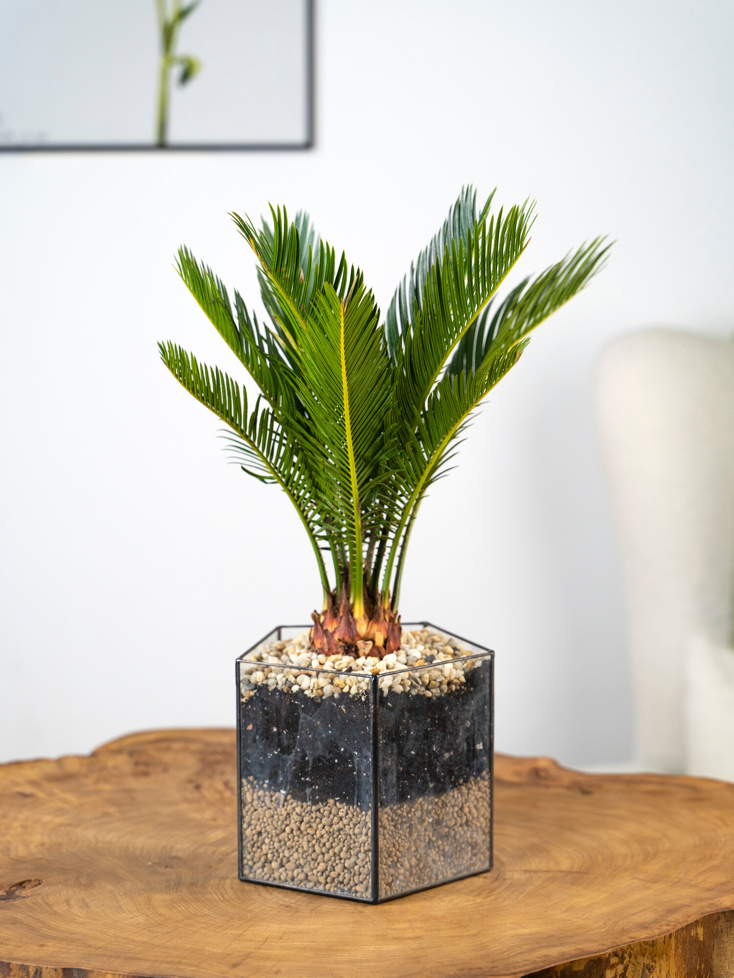 Geo Glass: Цикас революта  домашняя пальма в стеклянном кашпо  горшок для цветов Тиффани 30 см