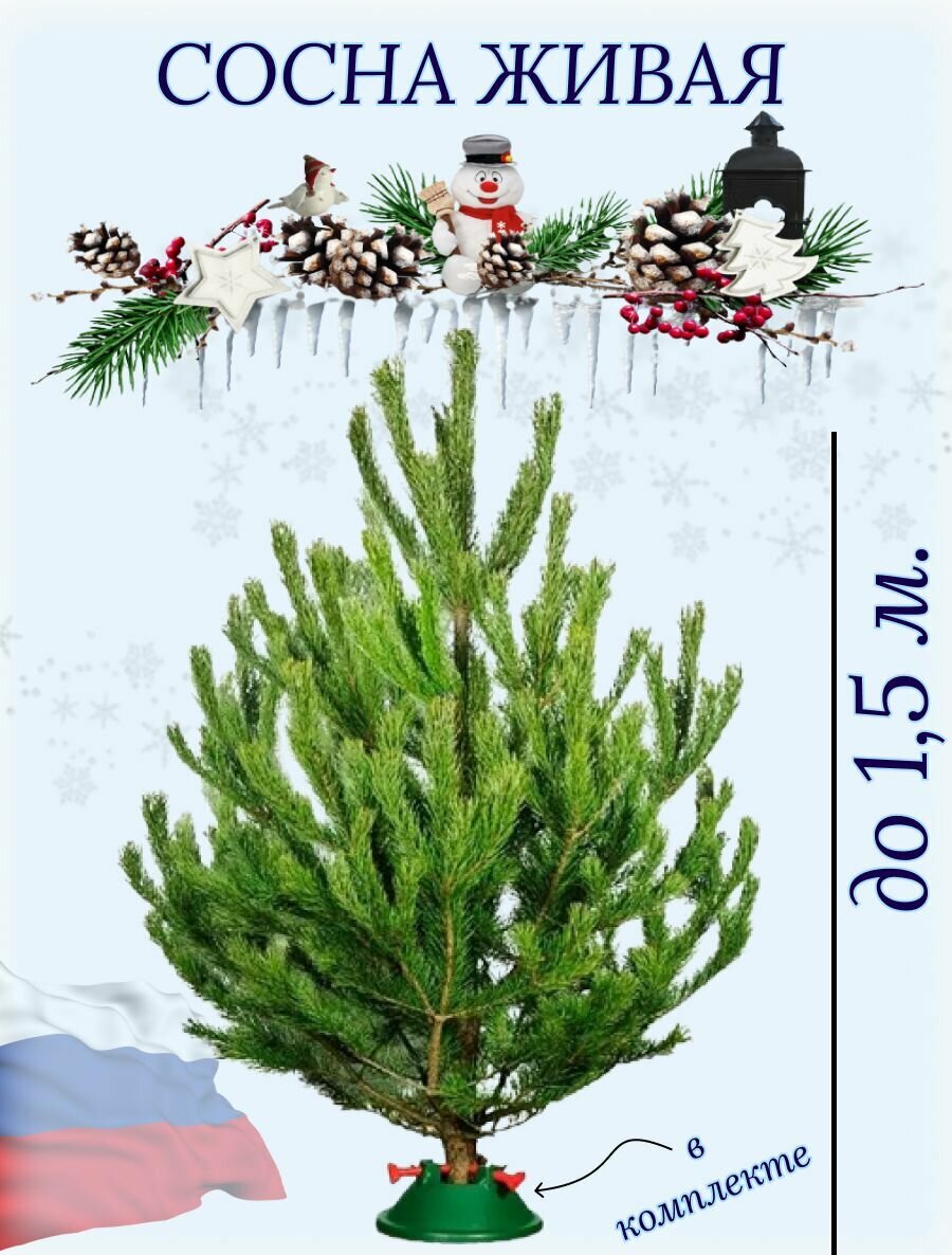 Живая Сосна Русская Премиум 125 150 см  подставка в комплекте
