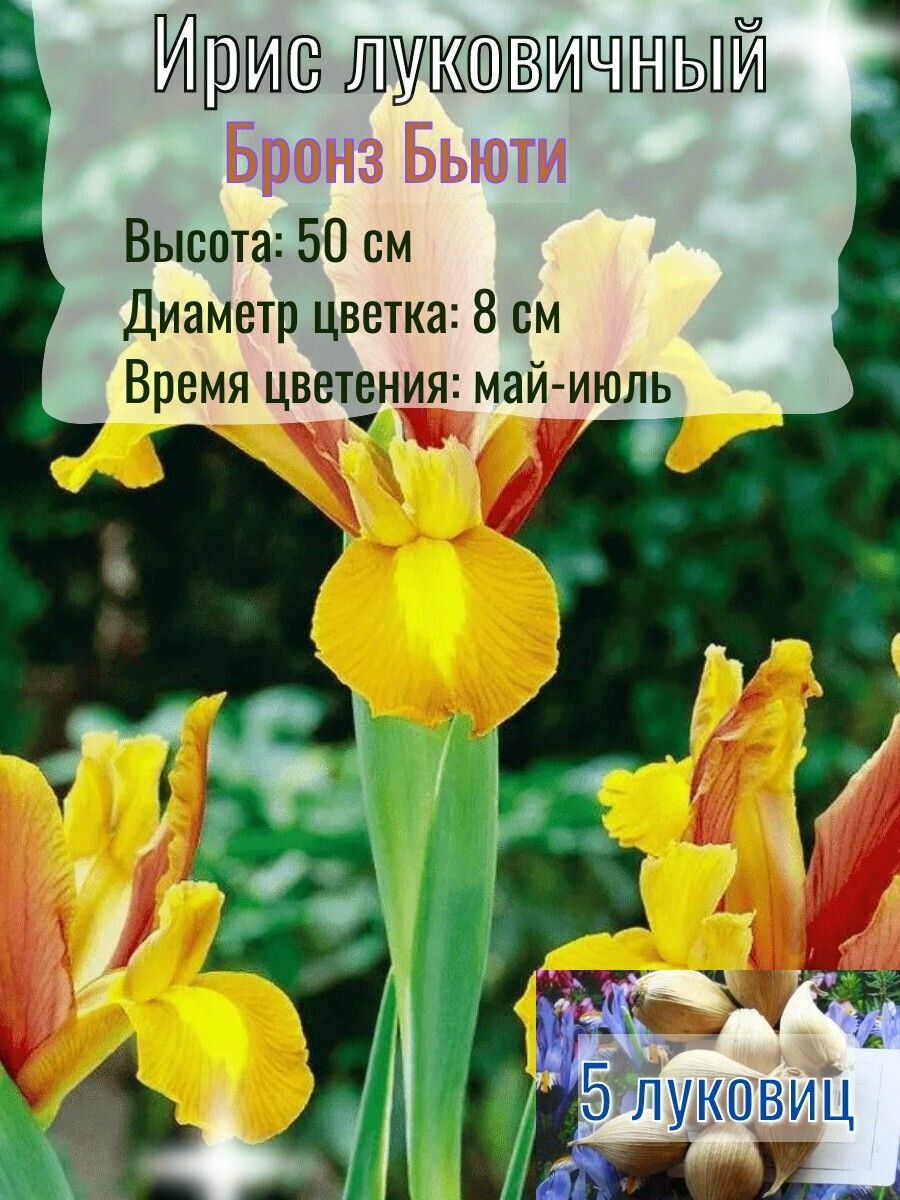 Ирис луковичный, многолетний 5 штук
