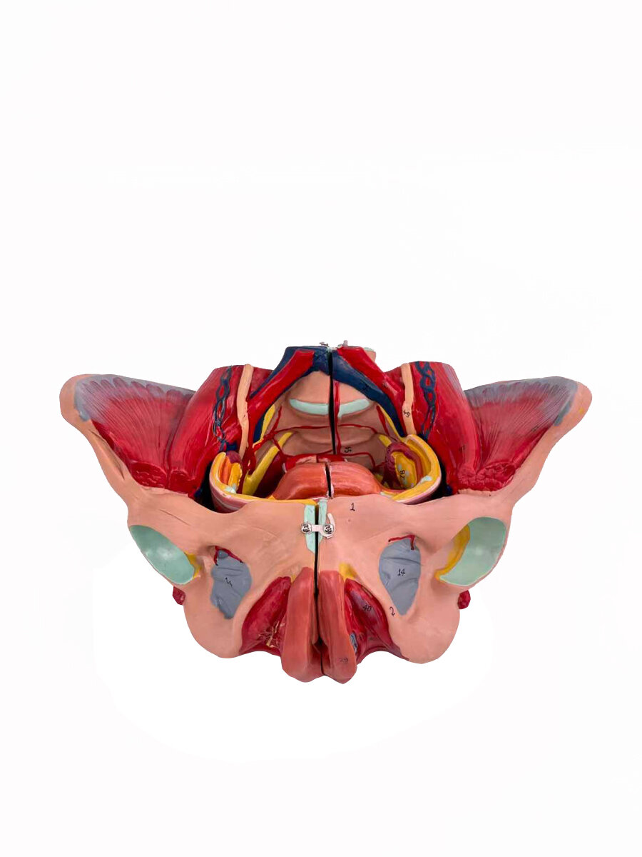 Анатомическая модель Svendsen Corpo Pelvis, ПВХ, 28.5×21×13 см — фото 1